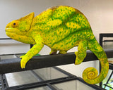 Orange Eye Parson’s Chameleons Pair (Calumma parsonii) - Reptile Pets Direct
