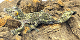 Giant Leaf Tail Gecko (Uroplatus fimbriatus) - Reptile Pets Direct