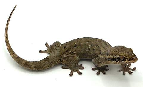 Golden Fish Scale Gecko (Geckolepis maculata) - Reptile Pets Direct
