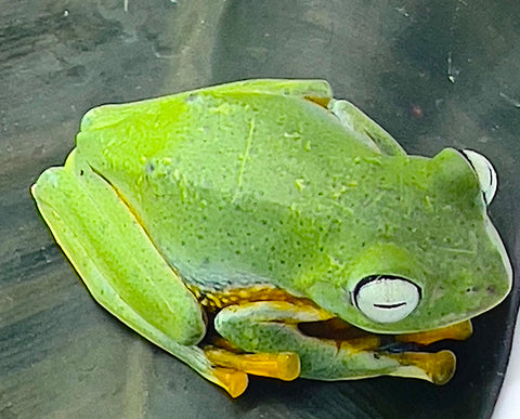 Flying Frog (Rhacophorus reinwardtii) - Reptile Pets Direct