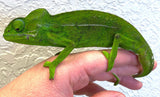 Green Chameleon (Furcifer viridis) - Reptile Pets Direct