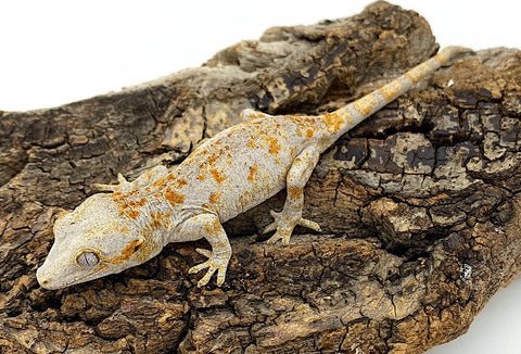 Gargoyle Gecko High Color - Reptile Pets Direct