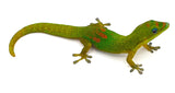 Gold Dust Day Gecko (Phelsuma Laticauda) - Reptile Pets Direct