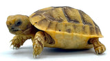 Golden Greek Tortoise Baby - Reptile Pets Direct