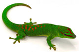 Giant Day Geckos (Phelsuma grandis) - Reptile Pets Direct