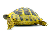 Herman’s Tortoise 5" - Reptile Pets Direct