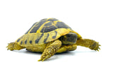 Herman’s Tortoise 5" - Reptile Pets Direct