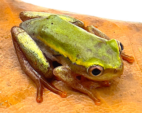 Madagascar Reed Frog (Heterixalus betsileo) - Reptile Pets Direct