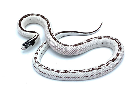 Extreme High White Cal King - Reptile Pets Direct
