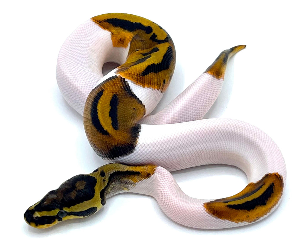 White Python Snake