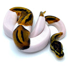 Pied Ball Python - Reptile Pets Direct