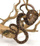 Halloween Phase Amazon Tree Boa - Reptile Pets Direct