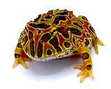 High Red Ornate Pacman Frog - Reptile Pets Direct