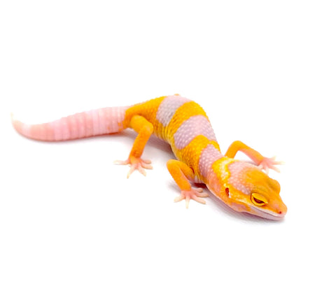 Hypo Tangerine Albino Leopard Gecko - Reptile Pets Direct