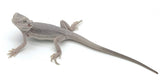 Hypo Zero Bearded Dragon (HZBD02) - Reptile Pets Direct