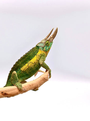 Rainbow Jackson Chameleon - Reptile Pets Direct