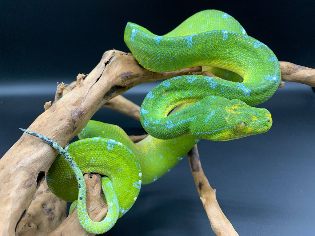 Sorong Green Tree Pythons Sub Adults β Reptile Pets Direct