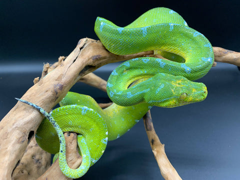 Sorong Green Tree Pythons Sub Adults - Reptile Pets Direct