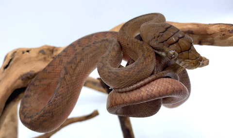 Baby Amethystine Python - Reptile Pets Direct