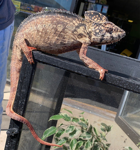 Malagasy giant Chameleon - Reptile Pets Direct