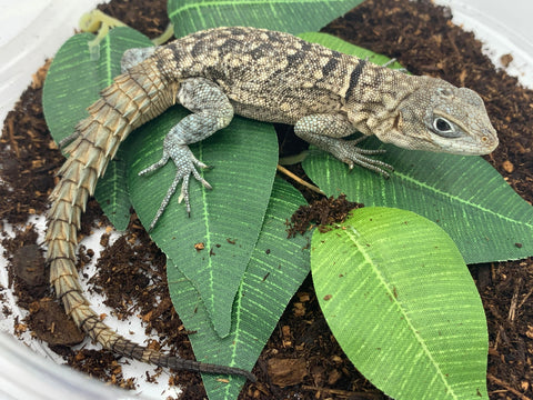 Madagascar swift - Reptile Pets Direct
