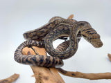 Baby Amethystine Python - Reptile Pets Direct