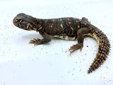 C.B. Egyptian Uromastyx babies - Reptile Pets Direct