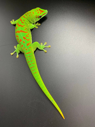 Giant Day Gecko High Red CBB (P. grandis) - Reptile Pets Direct