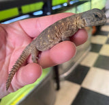 C.B. Egyptian Uromastyx babies - Reptile Pets Direct