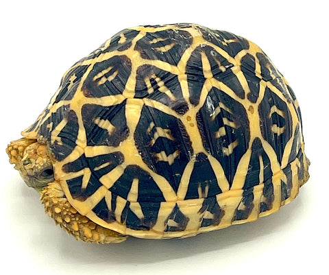 Indian Star Tortoise 3" - Reptile Pets Direct