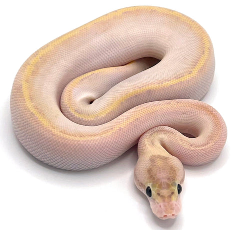 Ivory Ball Python - Reptile Pets Direct