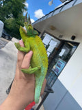 Jacksons Chameleons - Reptile Pets Direct