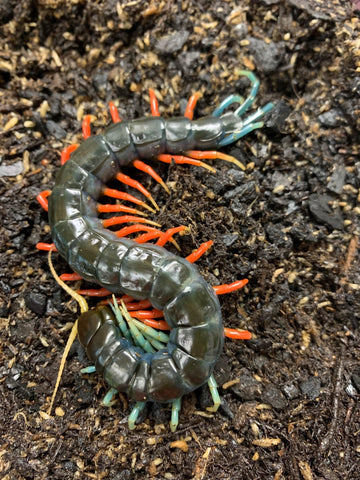 Malaysian Jeweled Centipede - Reptile Pets Direct