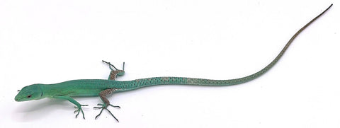 Green Keeled Lizard - Reptile Pets Direct