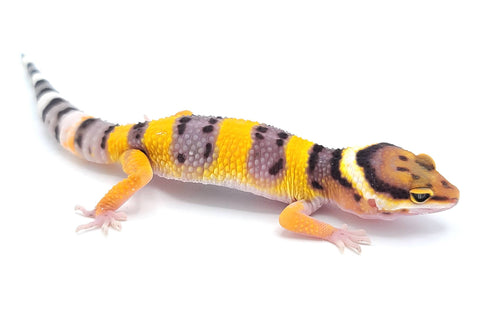 High Yellow Leopard Gecko - Reptile Pets Direct