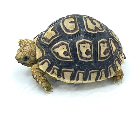 Leopard Tortoise Babies - Reptile Pets Direct