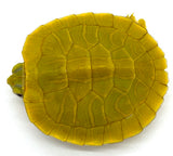 Lime Green Red Ear Slider - Reptile Pets Direct