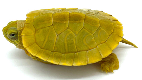 Lime Green Red Ear Slider - Reptile Pets Direct