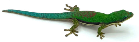 Lined Day Gecko (Phelsuma lineata) - Reptile Pets Direct