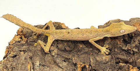 Lined Leaf Tailed Gecko (Uroplatus linneatus) - Reptile Pets Direct
