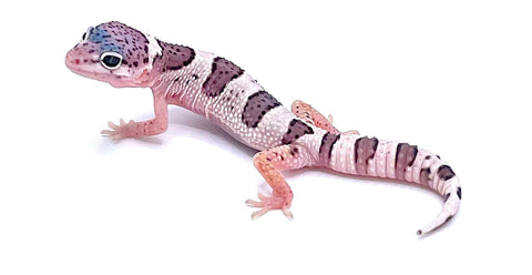 Mack Snow Leopard Gecko - Reptile Pets Direct