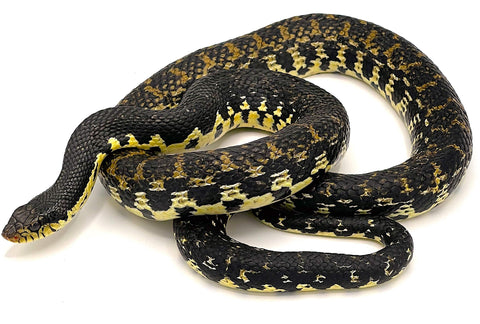 Malagasy Giant Hognose Snake - Reptile Pets Direct