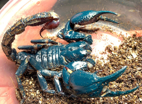Malaysian Blue Claw Scorpion - Reptile Pets Direct
