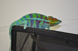 Adult Panther Chameleons (F. pardalis) - Reptile Pets Direct