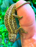 Jeweled Chameleon (campanii) - Reptile Pets Direct