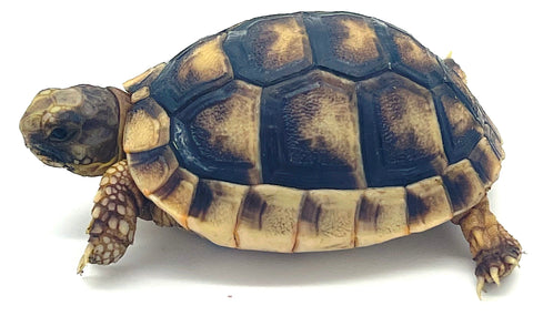 Marginated Tortoise - Reptile Pets Direct