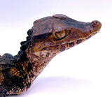 Cuvier's True Dwarf Caiman - Reptile Pets Direct