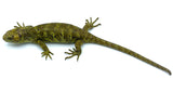 Baby Prehensile Monkey Tail Skinks - Reptile Pets Direct
