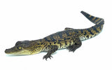 Morelet's Crocodile (Crocodylus moreletii) - Reptile Pets Direct