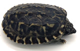 Giant Mexican Musk Turtle (Staurotypus triporcatus) - Reptile Pets Direct